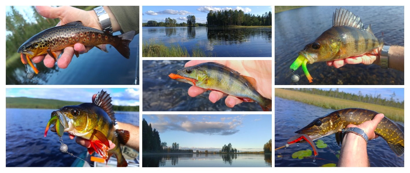 koláž paralonky 1_1